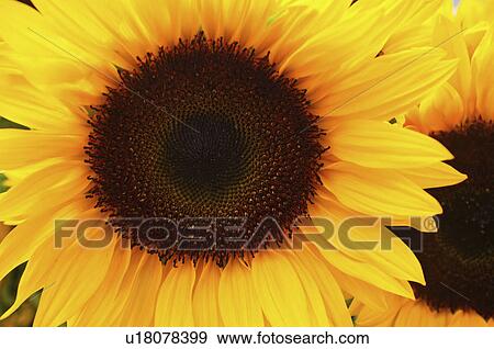 Stock Photo - Close-up of sunflower. Fotosearch