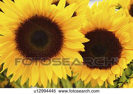 Stock Photography - Close up of sunflowers. Fotosearch