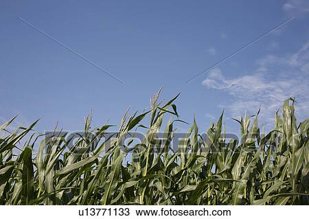 Cornfield View Large Photo Image Stock Image - Cornfield. Fotosearch