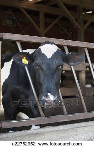 Cow in barn View Large Photo Image Stock Image - Cow in barn. Fotosearch