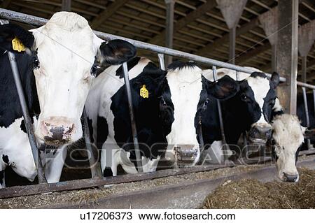 Cows in barn View Large Photo Image Stock Image - Cows in barn. Fotosearch