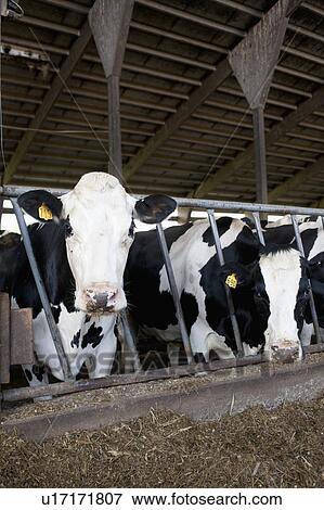 Cows in barn View Large Photo Image Stock Photo - Cows in barn. Fotosearch