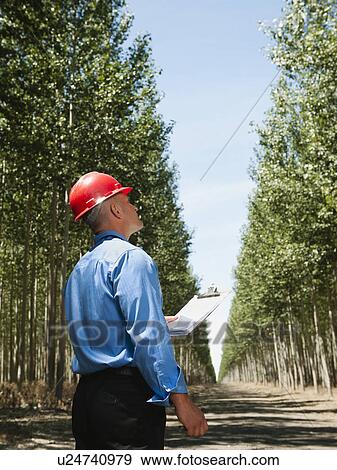 Engineer standing between orderly rows of poplar trees in tree farm View Large Photo Image Stock Photo - Engineer standing between orderly rows of poplar trees in tree farm. Fotosearch