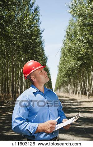 Stock Photograph - Engineer standing between orderly rows of poplar trees in tree farm. Fotosearch