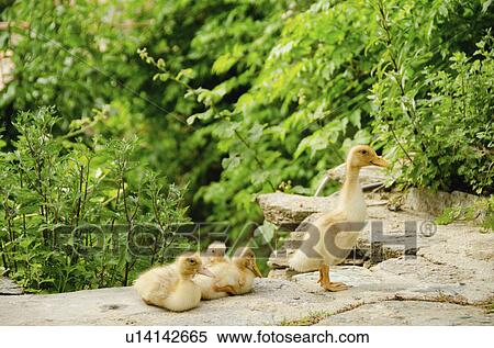 Family of ducks View Large Photo Image Stock Photography - Family of ducks. Fotosearch