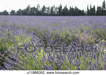France, Drome, Grignan, Lavender in field View Large Photo Image Stock Image - France, Drome, Grignan, Lavender in field. Fotosearch