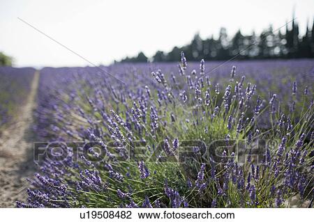 France, Drome, Grignan, Lavender in field View Large Photo Image Stock Image - France, Drome, Grignan, Lavender in field. Fotosearch
