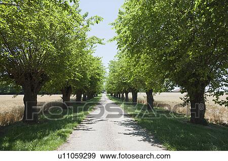 Stock Photo - France, Drome, Montvendre, Single lane road lined with trees. Fotosearch