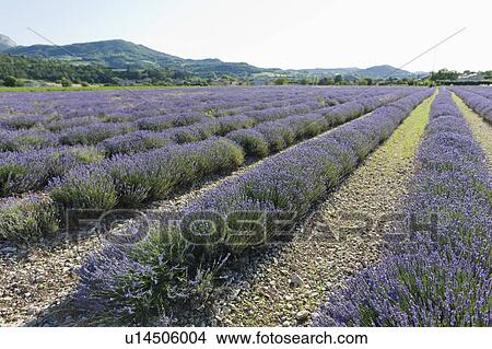 Picture - France, Drome, Piegros-la-Clastre, Lavender field. Fotosearch