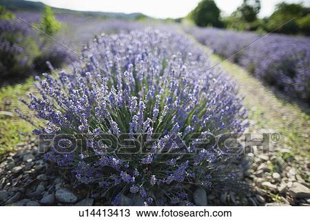 Stock Image - France, Drome, Piegros-la-Clastre, Close-up of lavender in field. Fotosearch