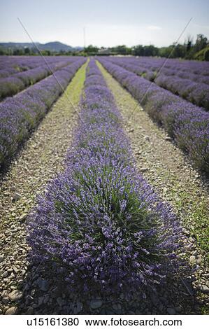 Stock Image - France, Drome, Piegros-la-Clastre, Lavender field. Fotosearch