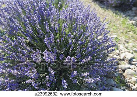 France, Drome, Piegros-la-Clastre, Close-up of lavender in field View Large Photo Image Stock Image - France, Drome, Piegros-la-Clastre, Close-up of lavender in field. Fotosearch