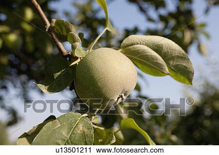 Green apple on branch View Large Photo Image Stock Image - Green apple on branch. Fotosearch