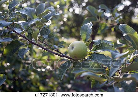 Green apple on branch View Large Photo Image Stock Image - Green apple on branch. Fotosearch