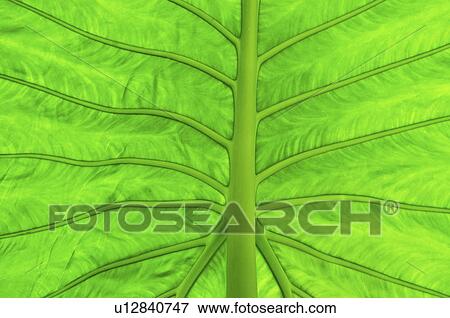 Green leaf, macro View Large Photo Image Stock Photo - Green leaf, macro. Fotosearch
