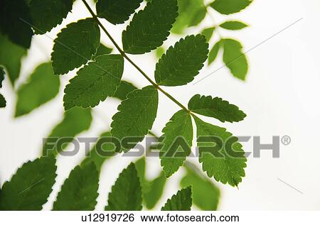 Stock Photograph - Green leaves on branch. Fotosearch