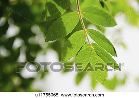 Stock Photography - Green leaves on branch. Fotosearch