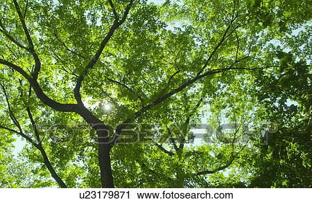 Green tree branches View Large Photo Image Stock Image - Green tree branches. Fotosearch