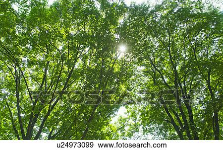 Stock Photo - Green tree branches. Fotosearch