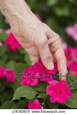 Hand touching purple flowers View Large Photo Image Stock Image - Hand touching purple flowers. Fotosearch