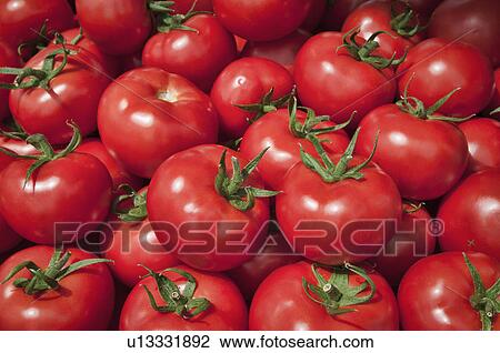 Heap of tomatoes View Large Photo Image Stock Image - Heap of tomatoes. Fotosearch