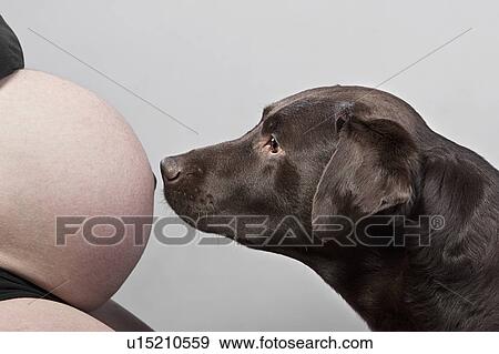 Labrador Smelling Pregnant Stomach View Large Photo Image Stock Photo - Labrador Smelling Pregnant Stomach. Fotosearch