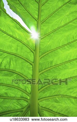 Stock Image - Leaf backlit by sun. Fotosearch