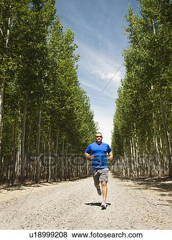 Stock Photo - Man running between rows of poplar trees in tree farm. Fotosearch
