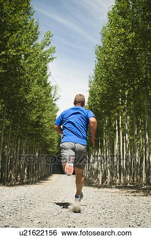 Man running between rows of poplar trees in tree farm View Large Photo Image Stock Photograph - Man running between rows of poplar trees in tree farm. Fotosearch