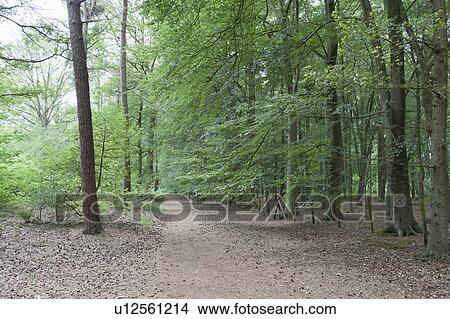 Netherlands, North-Brabant, Oisterwijk, Path in forest View Large Photo Image Picture - Netherlands, North-Brabant, Oisterwijk, Path in forest. Fotosearch
