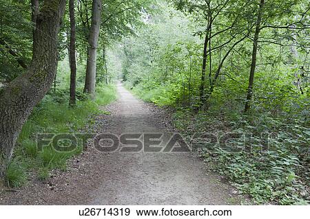 Stock Photo - Netherlands, North-Brabant, Oisterwijk, Path in forest. Fotosearch