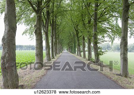 Netherlands, North-Brabant, Tilburg, Single lane road lined with trees View Large Photo Image Stock Photo - Netherlands, North-Brabant, Tilburg, Single lane road lined with trees. Fotosearch