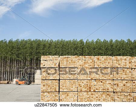 Stock Photography - Orderly stack of timber in tree farm. Fotosearch