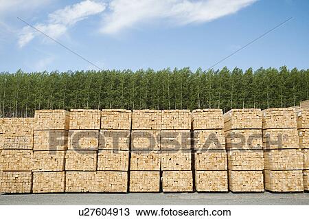 Orderly stacks of timber in timber plantation View Large Photo Image Stock Image - Orderly stacks of timber in timber plantation. Fotosearch