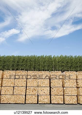 Orderly stacks of timber in timber plantation View Large Photo Image Stock Photo - Orderly stacks of timber in timber plantation. Fotosearch