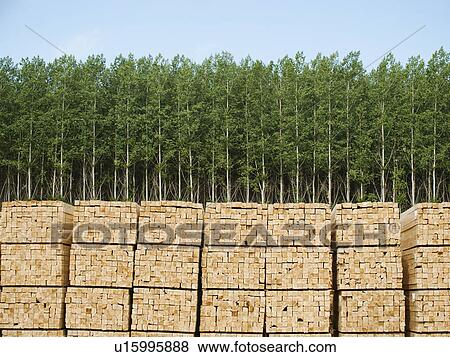 Stock Photo - Orderly stacks of timber in timber plantation. Fotosearch