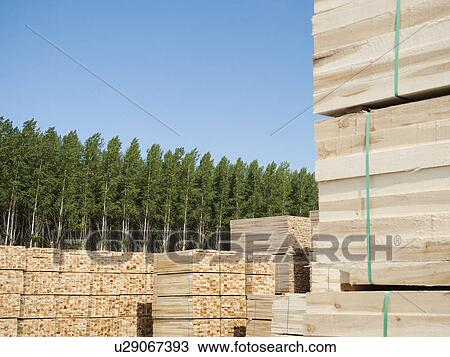 Orderly stacks of timber in tree farm View Large Photo Image Stock Image - Orderly stacks of timber in tree farm. Fotosearch