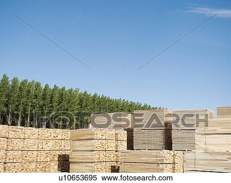Orderly stacks of timber in tree farm View Large Photo Image Stock Photography - Orderly stacks of timber in tree farm. Fotosearch