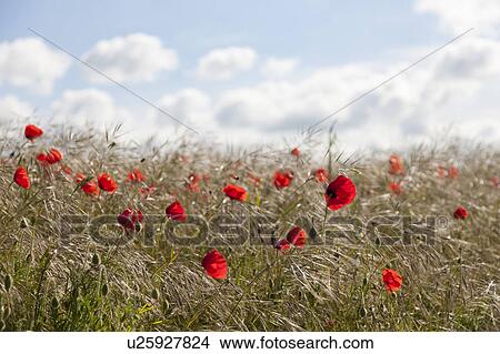Red poppy flowers View Large Photo Image Picture - Red poppy flowers. Fotosearch