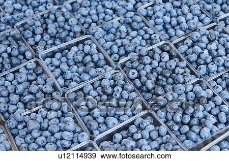 Stock Photo - Rows of blueberries in cartons. Fotosearch