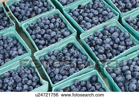Stock Photograph - Rows of blueberries in cartons. Fotosearch