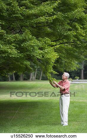 Stock Image - Senior man touching fresh leaves in park. Fotosearch