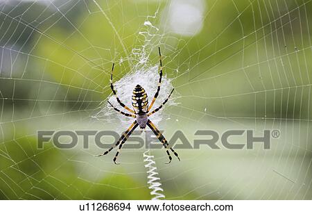 Spider on web View Large Photo Image Picture - Spider on web. Fotosearch