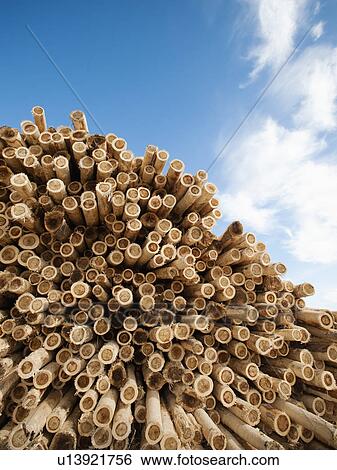 Stack of timber against blue sky View Large Photo Image Stock Photograph - Stack of timber against blue sky. Fotosearch