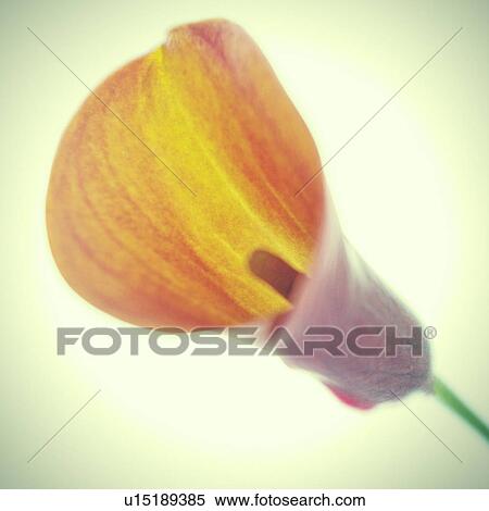 Studio shot of calla lilly View Large Photo Image Stock Photography - Studio shot of calla lilly. Fotosearch