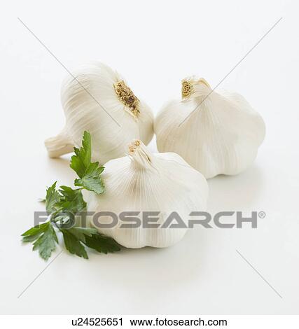 Studio shot of fresh garlic and cilantro View Large Photo Image Stock Image - Studio shot of fresh garlic and cilantro. Fotosearch