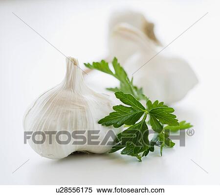 Stock Photography - Studio shot of fresh garlic and cilantro. Fotosearch