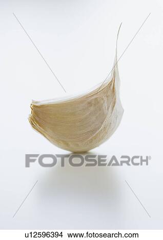 Studio shot of fresh garlic clove View Large Photo Image Picture - Studio shot of fresh garlic clove. Fotosearch