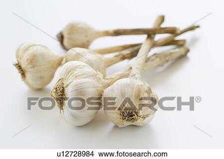 Studio shot of fresh garlic View Large Photo Image Picture - Studio shot of fresh garlic. Fotosearch