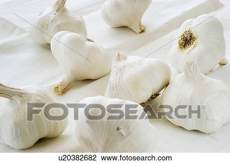 Stock Image - Studio shot of fresh garlic. Fotosearch